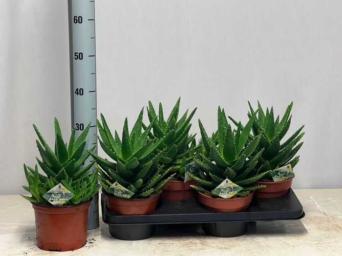 <h4>ALOE PERFOLIATA</h4>