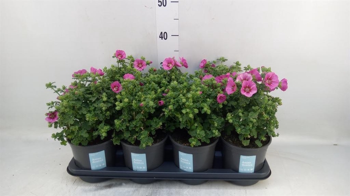 <h4>Anisodontea capensis 'Elega Prince'</h4>