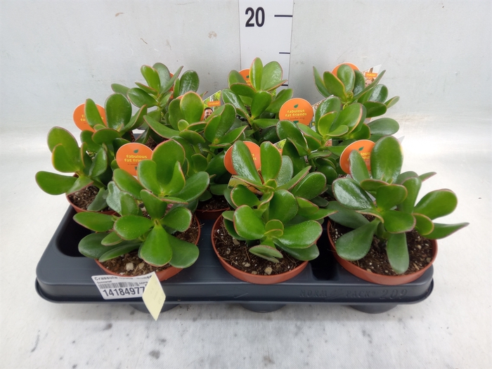 <h4>Crassula ovata 'Sunset'</h4>