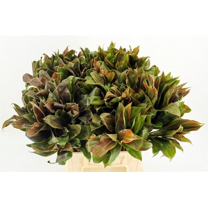 Cordyline Caramel Compactum 52cm