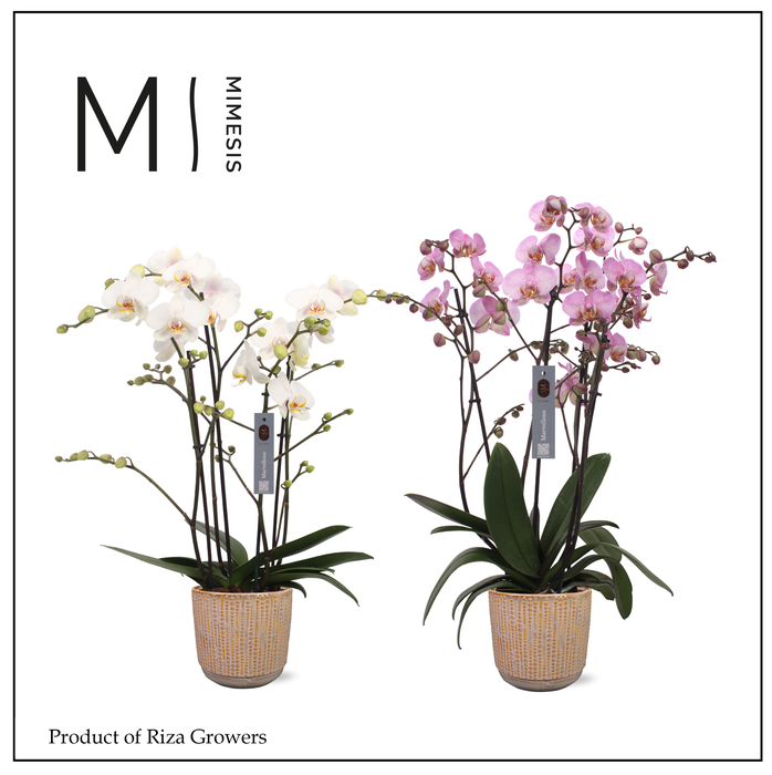 <h4>Phalaenopsis Marvellous Mix 50+ – 17cm in Cille Old Pink | Mimesis</h4>