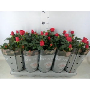 Rosa  'Red Beau Monde'