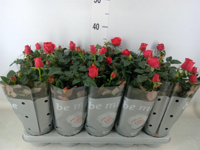 <h4>Rosa  'Red Beau Monde'</h4>