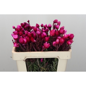 Kaaps Groen Phaenocoma Pink