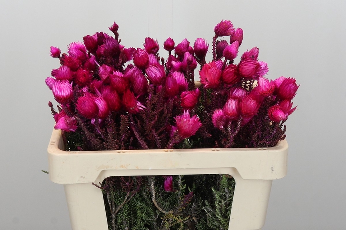 Kaaps Groen Phaenocoma Pink