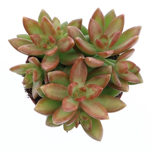 Sedum   ...