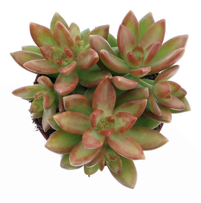 <h4>Sedum   ...</h4>