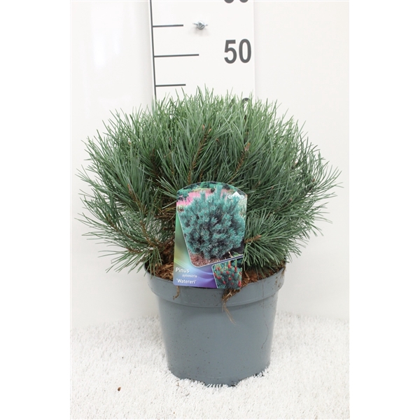 <h4>Pinus sylv. 'Watereri' P23 potgedrukt</h4>