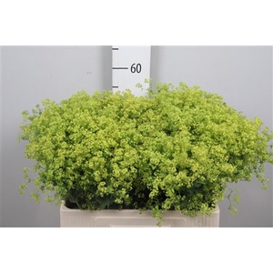 Alchem M Robustica