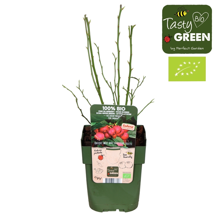 <h4>Vaccinium Pink Lemonade® P13 - Tasty Green bio</h4>