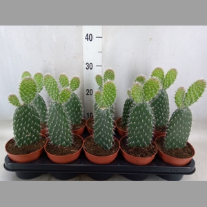 Opuntia