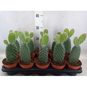 Opuntia