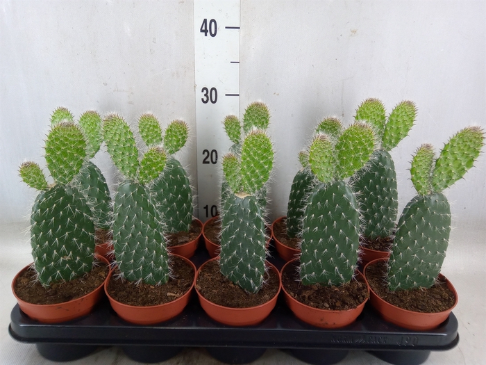 <h4>Opuntia</h4>