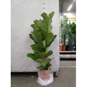 Ficus lyrata