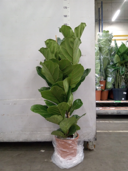 <h4>Ficus lyrata</h4>