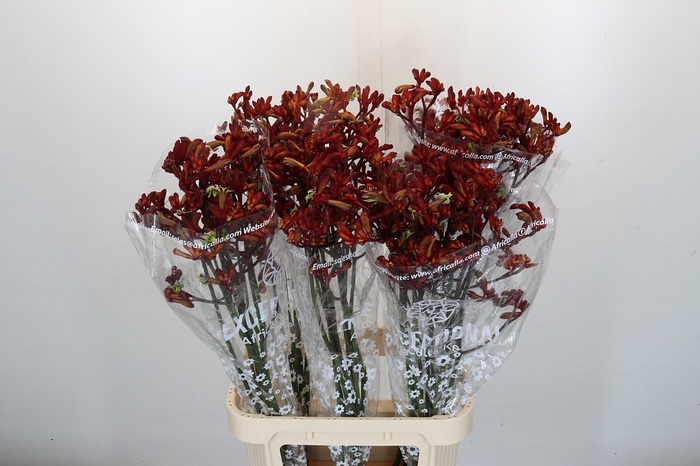 <h4>Anigozanthos Early Spring Indoor</h4>