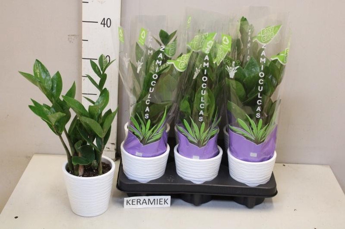 <h4>ZAMIO ZAMIIFOLIA</h4>