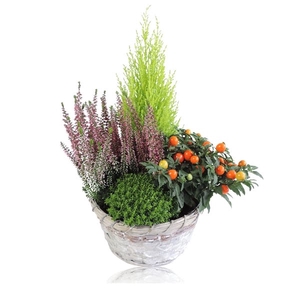 Arrangement in Mand Jakarta 20 cm