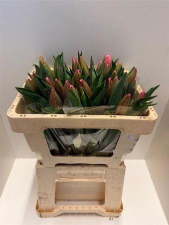 <h4>Tu En Milkshake</h4>