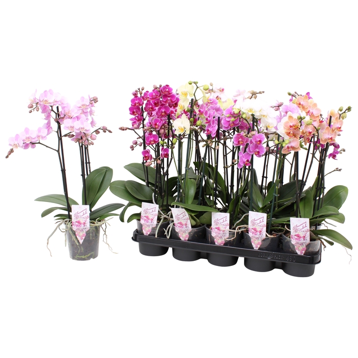 <h4>Phal. Multiflora 3-tak mix 30+ bloem</h4>