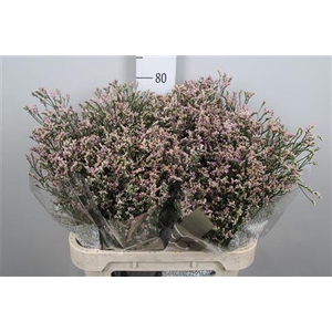 Lim Sin Blush Diamond