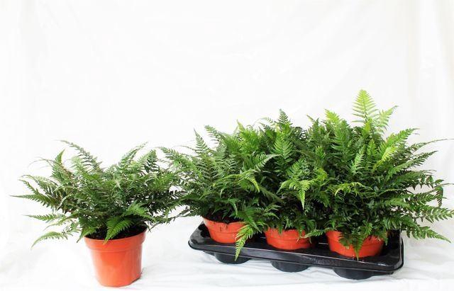 <h4>Athyrium   ...</h4>