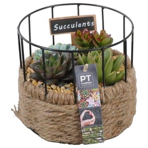 PTSU8504 Arrangement Succulenten in touwmand met metaal