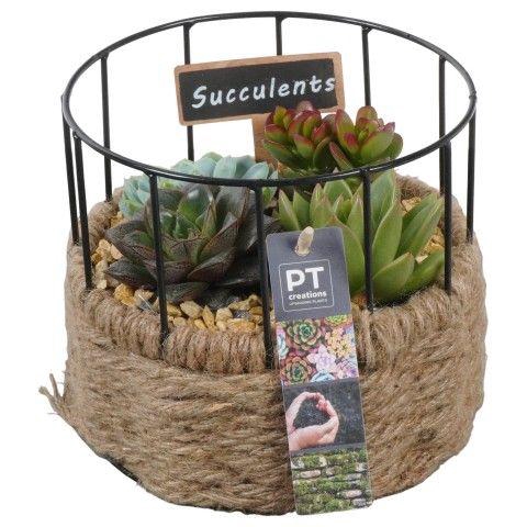 <h4>PTSU8504 Arrangement Succulenten in touwmand met metaal</h4>