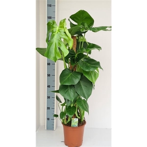 Monstera mosstok