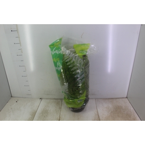 SAMAMBAIA AMERICANA C21