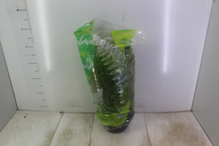 <h4>SAMAMBAIA AMERICANA C21</h4>