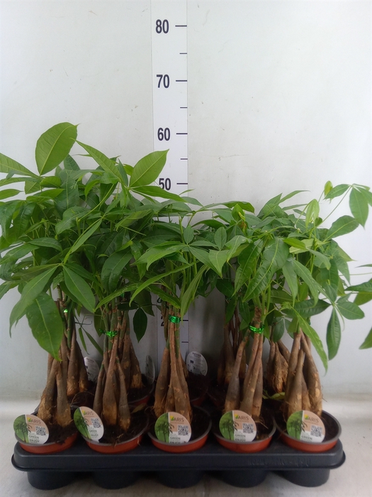 <h4>Pachira aquatica</h4>