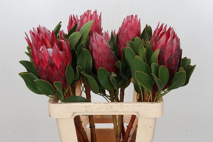 Protea Cynaroides Madiba