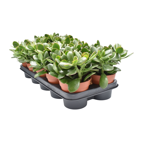 <h4>Crassula Ovata Sunset</h4>