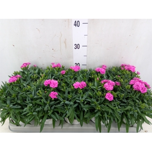Dianthus car. 'Peman'