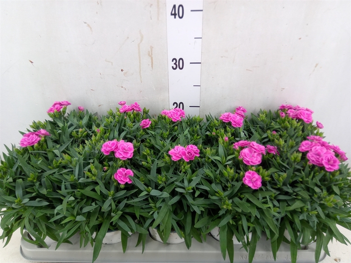 <h4>Dianthus car. 'Peman'</h4>