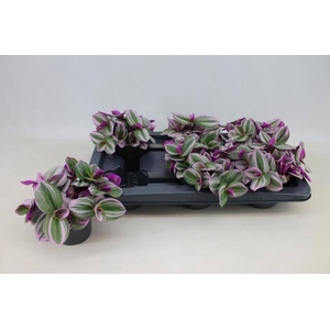 Tradescantia albiflora Nanouk 12Ø 20cm