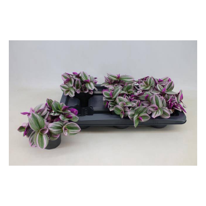 <h4>Tradescantia albiflora Nanouk 12Ø 20cm</h4>