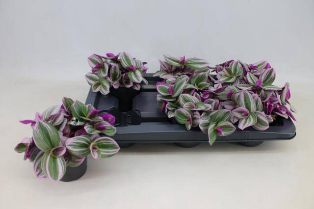 Tradescantia albiflora Nanouk 12Ø 20cm