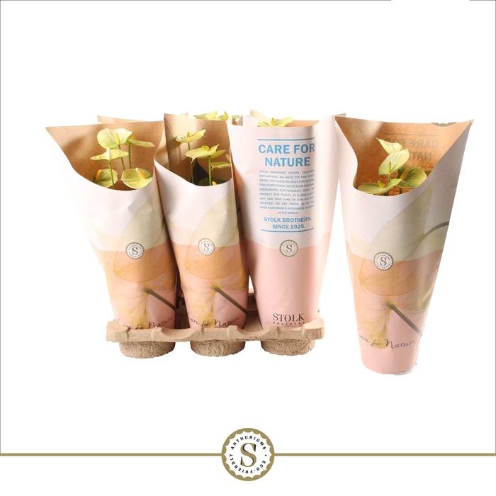 <h4>Anthurium Yellow Champion 12cm in papieren hoes</h4>