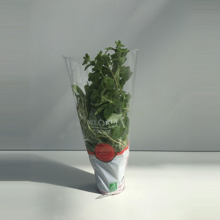 <h4>Marjolein P9</h4>