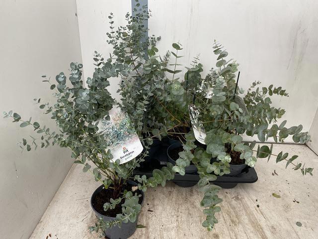 <h4>EUCALYPTUS</h4>