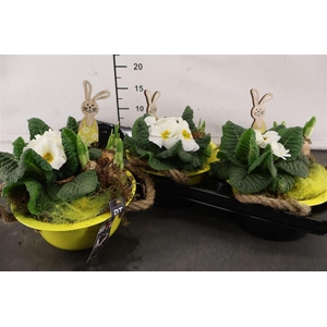 * Arr Ptbmp5604 Zink Geel & Tuinplanten Mix