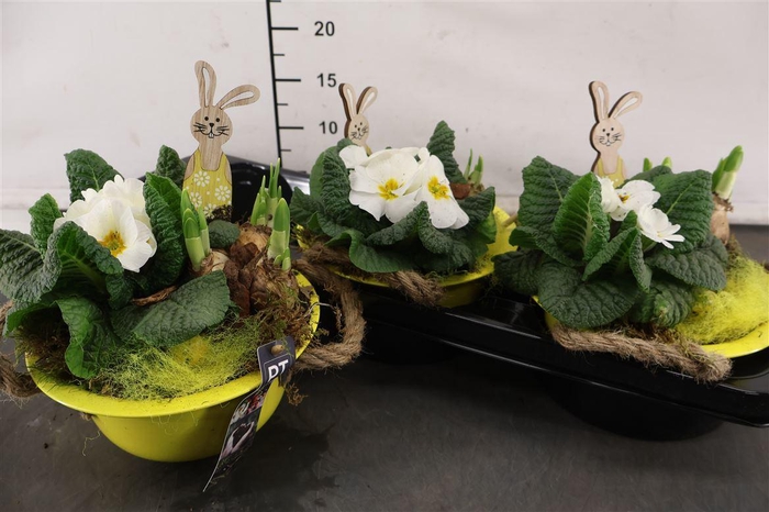 <h4>* Arr Ptbmp5604 Zink Geel & Tuinplanten Mix</h4>