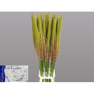 EREMURUS CLEOPATRA