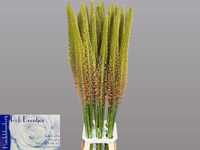 <h4>EREMURUS CLEOPATRA</h4>