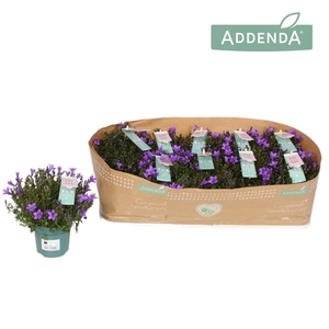 Campanula portens. Ambella Intens Purple