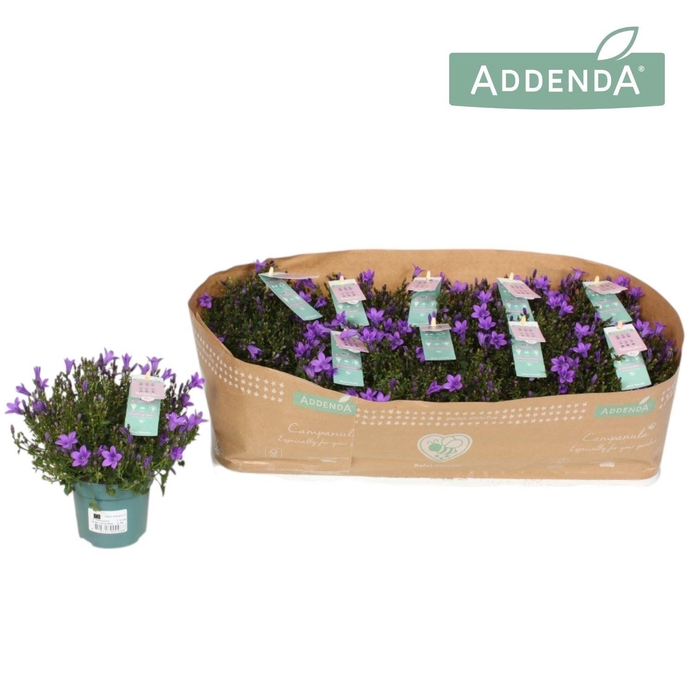 <h4>Campanula portens. Ambella Intens Purple</h4>