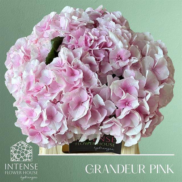 <h4>Hydrangea royal grandeur</h4>