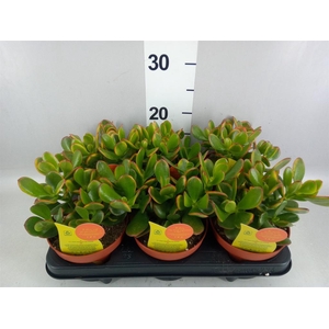 Crassula ovata 'Sunset'